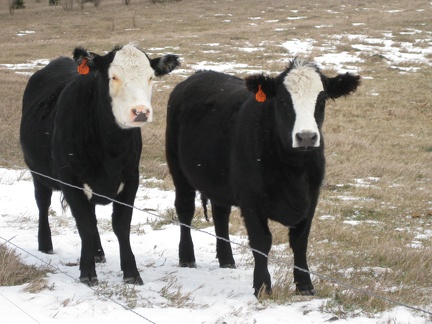 Tufte Cows